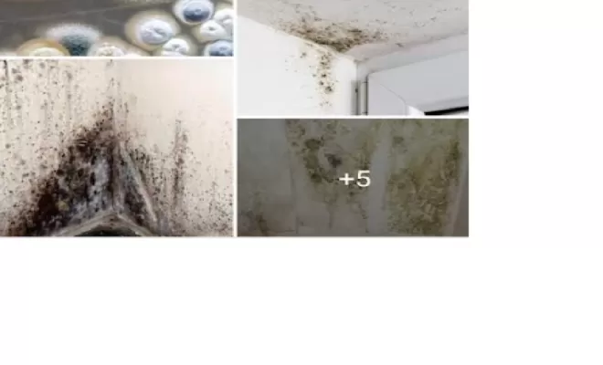 Traitement des moisissures